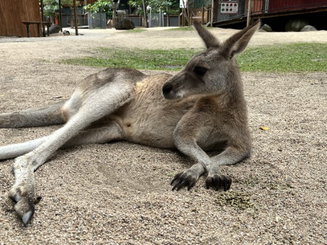 Using Coolify and Nuxt for multi-tenant with dynamic subdomains